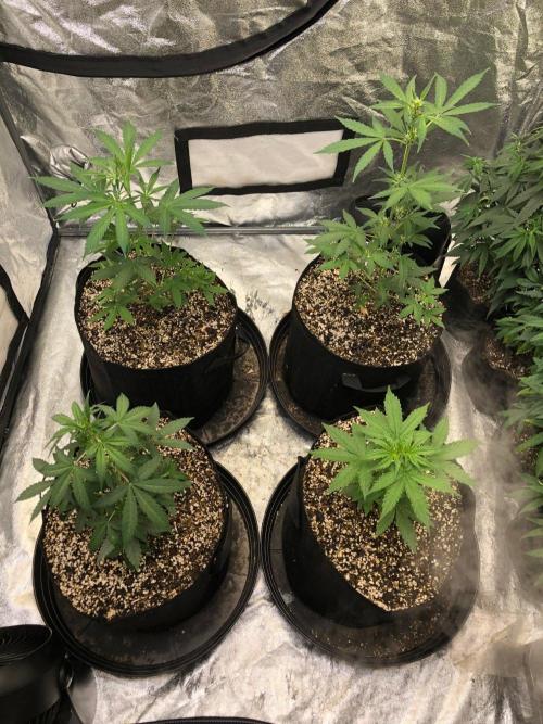 Strawberry Haze Auto Indoor Late Summer. Week 5