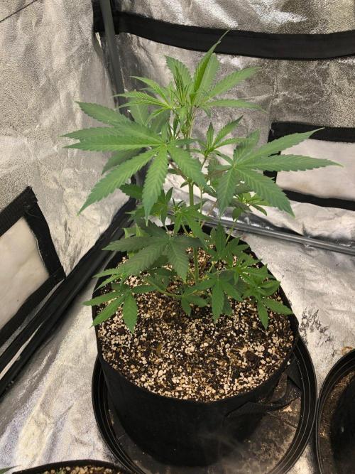 Strawberry Haze Auto Indoor Late Summer. Week 5