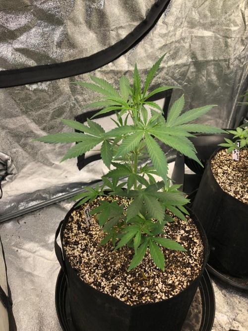 Strawberry Haze Auto Indoor Late Summer. Week 5
