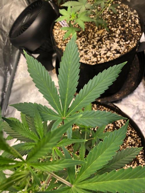Strawberry Haze Auto Indoor Late Summer. Week 5