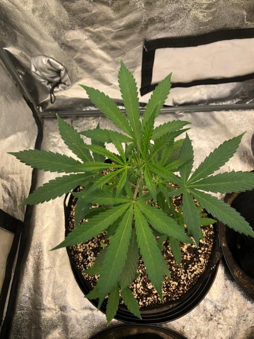 Strawberry Haze Auto Indoor Late Summer. Week 5