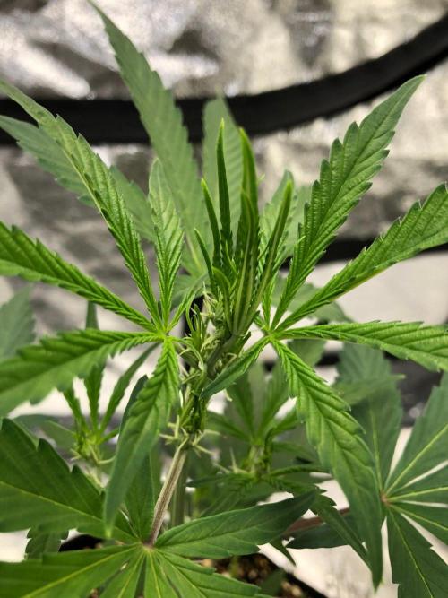 Strawberry Haze Auto Indoor Late Summer. Week 5