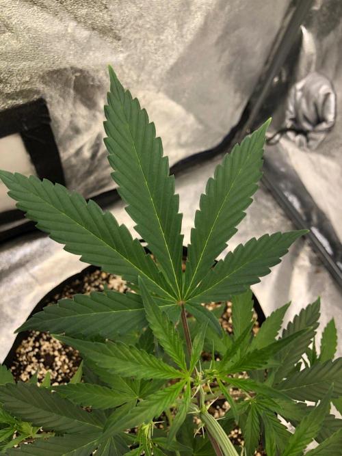 Strawberry Haze Auto Indoor Late Summer. Week 5