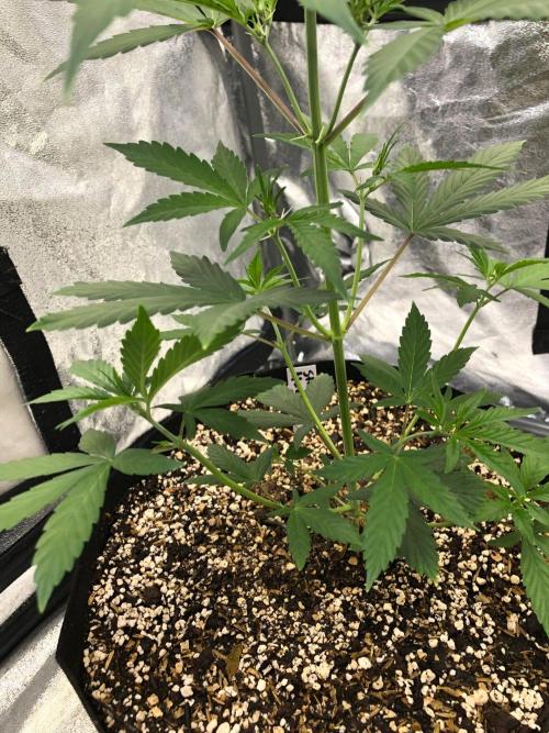 Strawberry Haze Auto Indoor Late Summer. Week 5