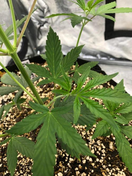 Strawberry Haze Auto Indoor Late Summer. Week 5