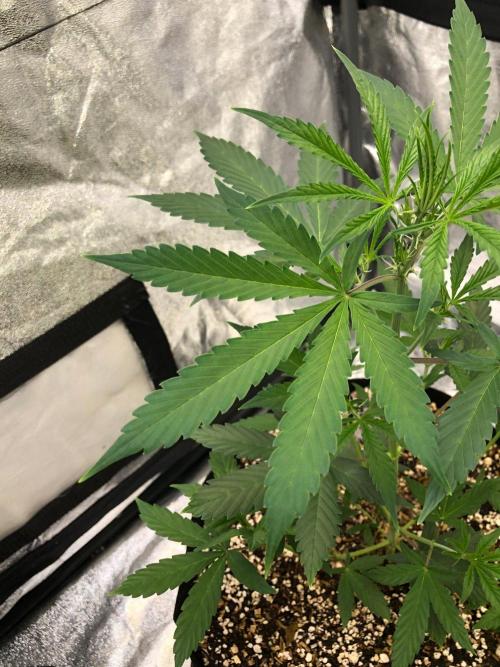 Strawberry Haze Auto Indoor Late Summer. Week 5