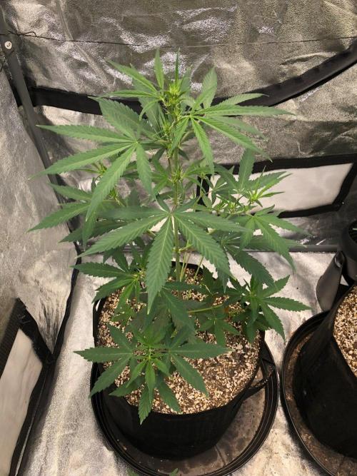 Strawberry Haze Auto Indoor Late Summer. Week 5