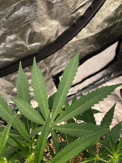 Strawberry Haze Auto Indoor Late Summer. Week 5