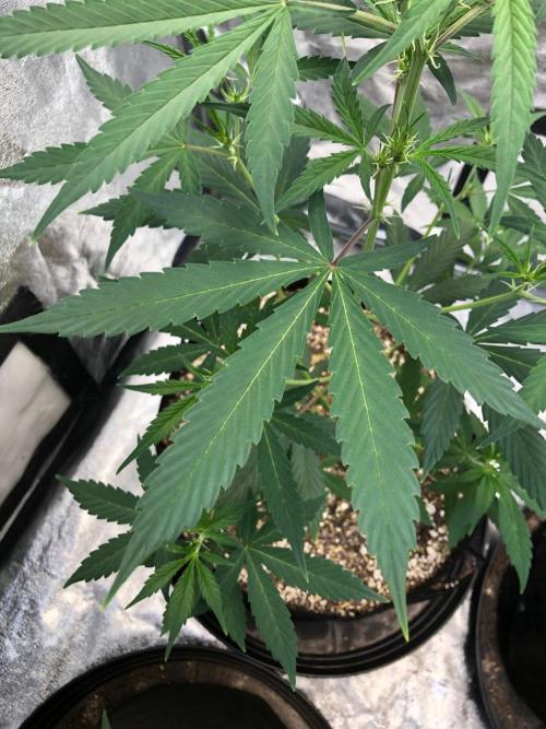 Strawberry Haze Auto Indoor Late Summer. Week 5