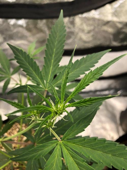 Strawberry Haze Auto Indoor Late Summer. Week 5