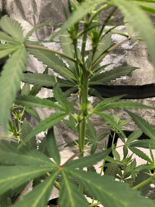 Strawberry Haze Auto Indoor Late Summer. Week 5