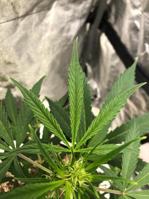 Strawberry Haze Auto Indoor Late Summer. Week 5