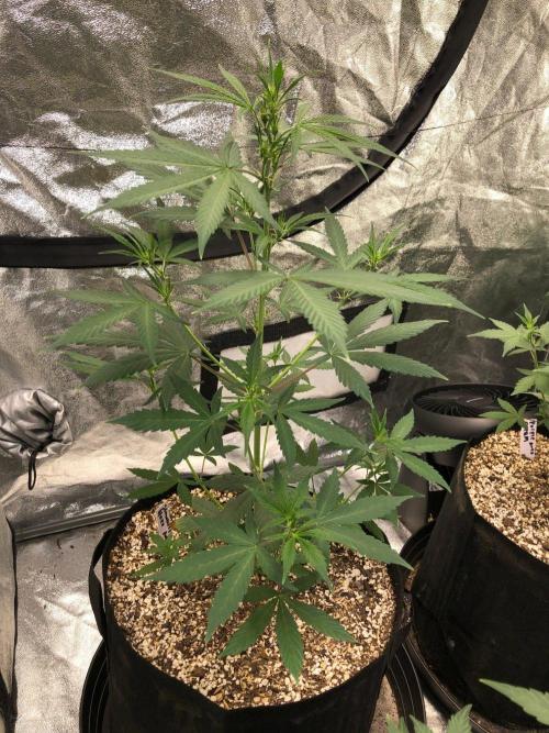 Strawberry Haze Auto Indoor Late Summer. Week 5
