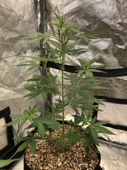 Strawberry Haze Auto Indoor Late Summer. Week 5