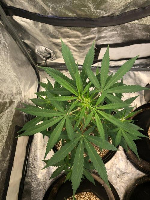 Strawberry Haze Auto Indoor Late Summer. Week 5