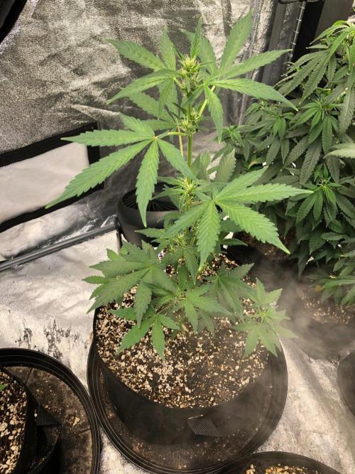 Purple Dream Auto Indoor Late Summer. Week 5