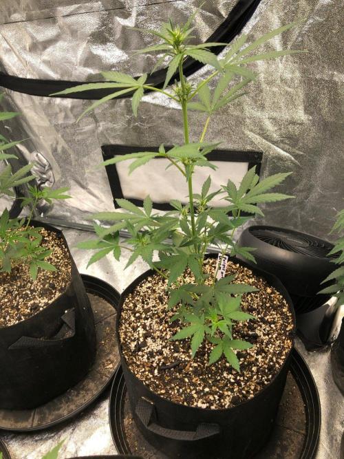 Purple Dream Auto Indoor Late Summer. Week 5