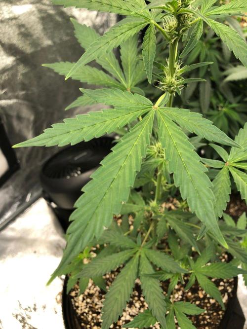 Purple Dream Auto Indoor Late Summer. Week 5