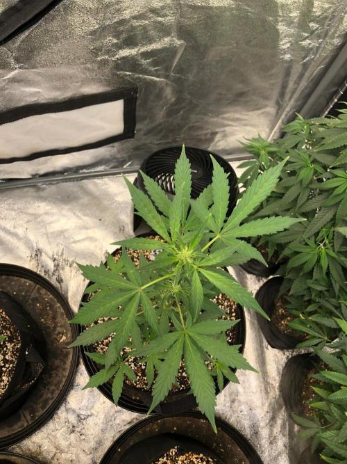 Purple Dream Auto Indoor Late Summer. Week 5