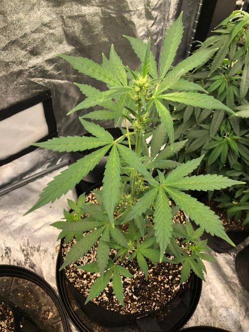 Purple Dream Auto Indoor Late Summer. Week 5