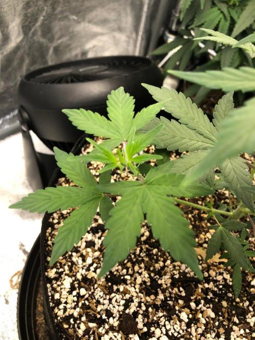 Purple Dream Auto Indoor Late Summer. Week 5