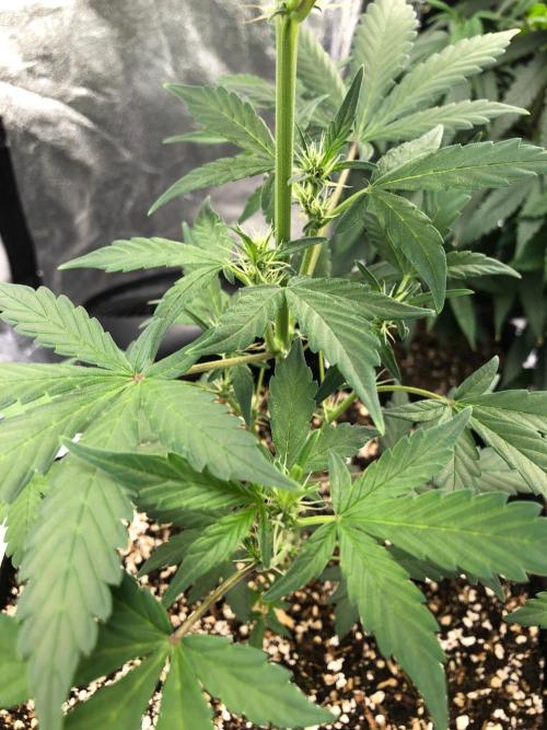 Purple Dream Auto Indoor Late Summer. Week 5