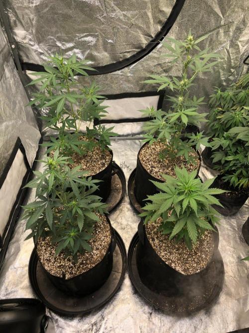 Purple Dream Auto Indoor Late Summer. Week 5