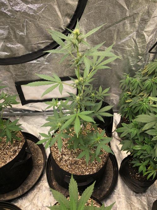 Purple Dream Auto Indoor Late Summer. Week 5