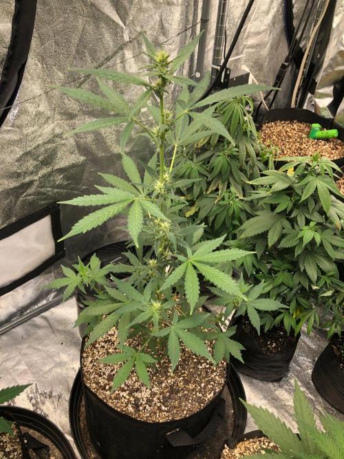 Purple Dream Auto Indoor Late Summer. Week 5