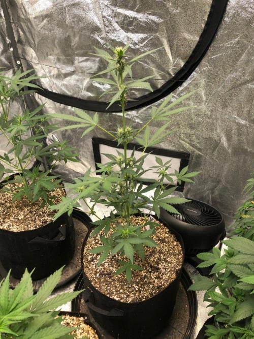Purple Dream Auto Indoor Late Summer. Week 5