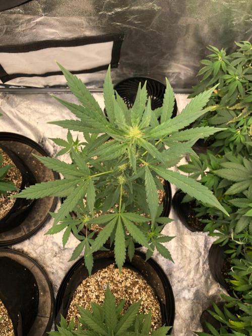 Purple Dream Auto Indoor Late Summer. Week 5