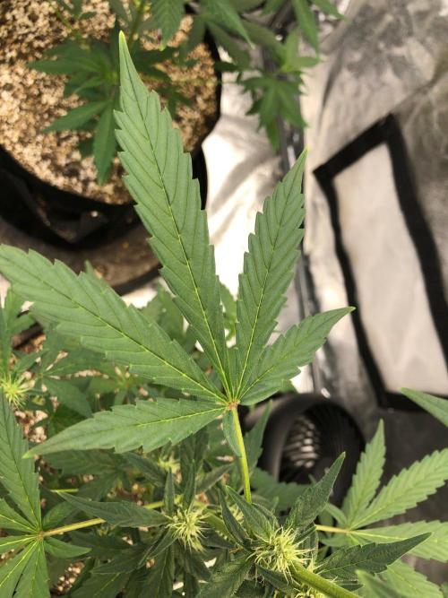 Purple Dream Auto Indoor Late Summer. Week 5