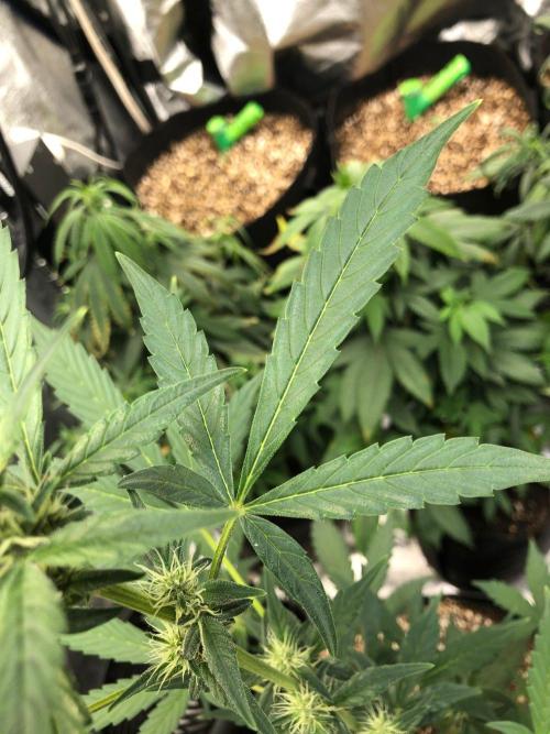 Purple Dream Auto Indoor Late Summer. Week 5