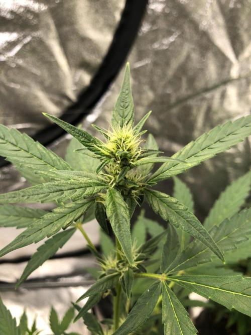 Purple Dream Auto Indoor Late Summer. Week 5