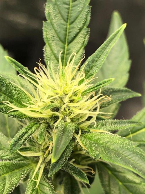 Purple Dream Auto Indoor Late Summer. Week 5
