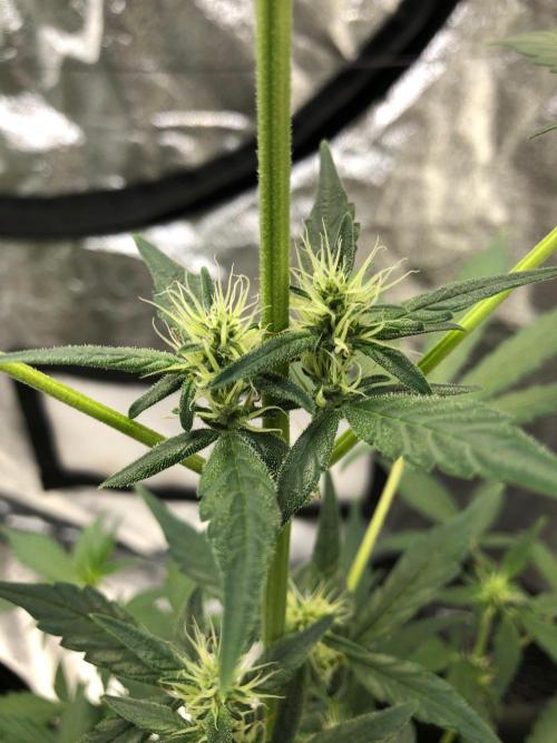 Purple Dream Auto Indoor Late Summer. Week 5