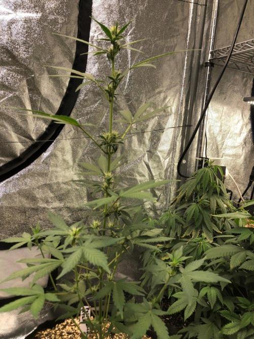 Purple Dream Auto Indoor Late Summer. Week 5