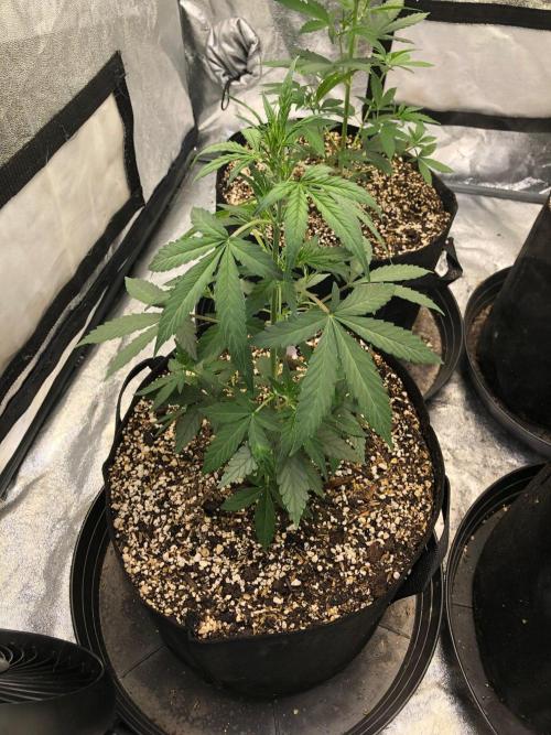 Mikromachine Auto Indoor Late Summer. Week 5