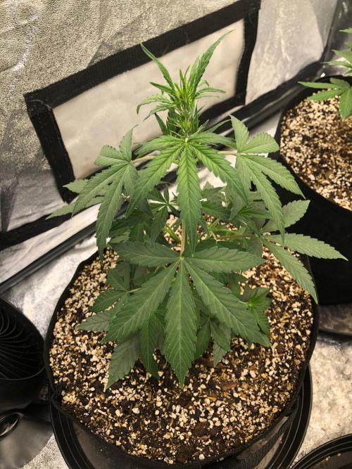 Mikromachine Auto Indoor Late Summer. Week 5
