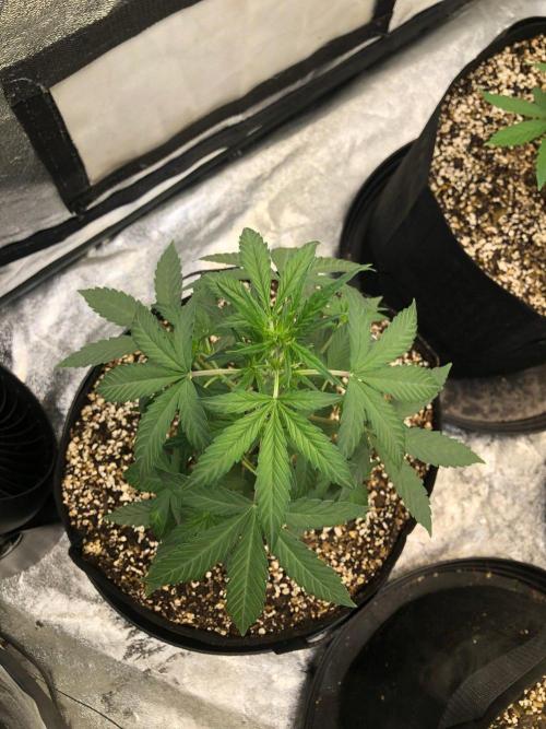 Mikromachine Auto Indoor Late Summer. Week 5