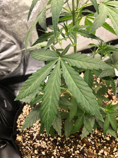 Mikromachine Auto Indoor Late Summer. Week 5
