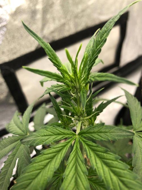 Mikromachine Auto Indoor Late Summer. Week 5