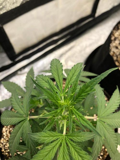 Mikromachine Auto Indoor Late Summer. Week 5
