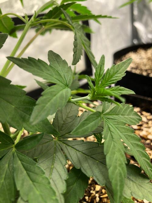 Mikromachine Auto Indoor Late Summer. Week 5