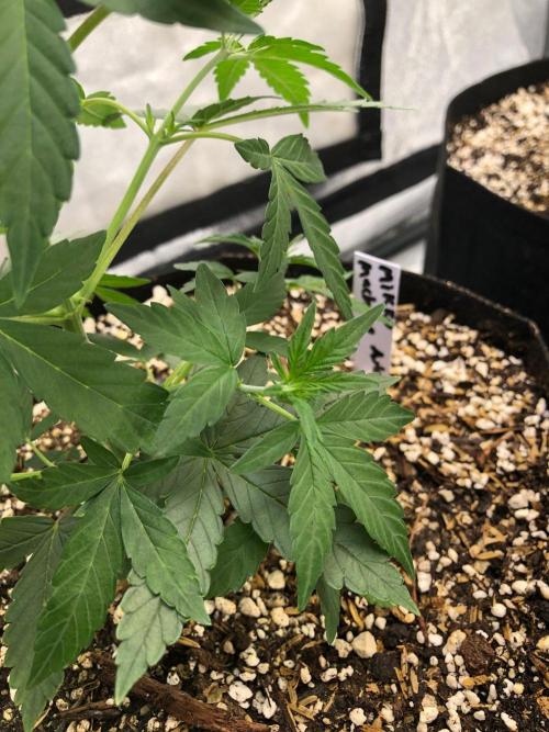 Mikromachine Auto Indoor Late Summer. Week 5