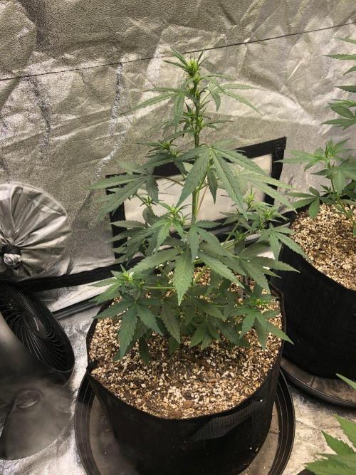 Mikromachine Auto Indoor Late Summer. Week 5