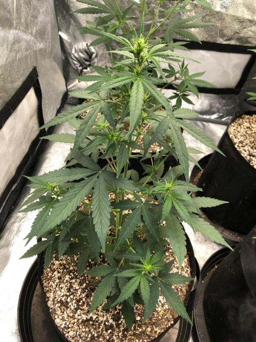 Mikromachine Auto Indoor Late Summer. Week 5