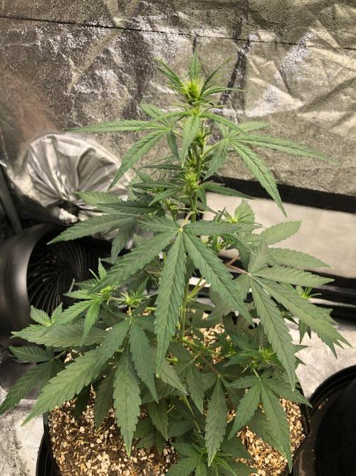 Mikromachine Auto Indoor Late Summer. Week 5