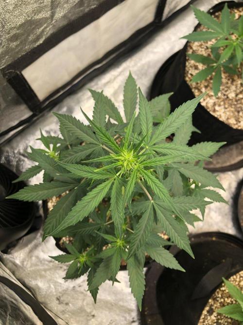 Mikromachine Auto Indoor Late Summer. Week 5