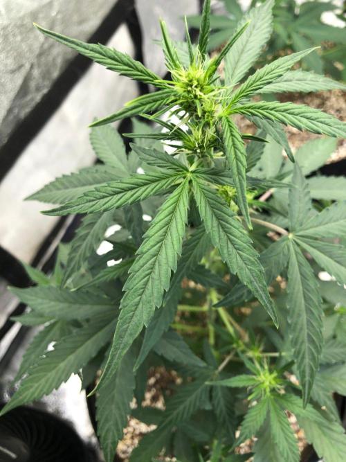 Mikromachine Auto Indoor Late Summer. Week 5